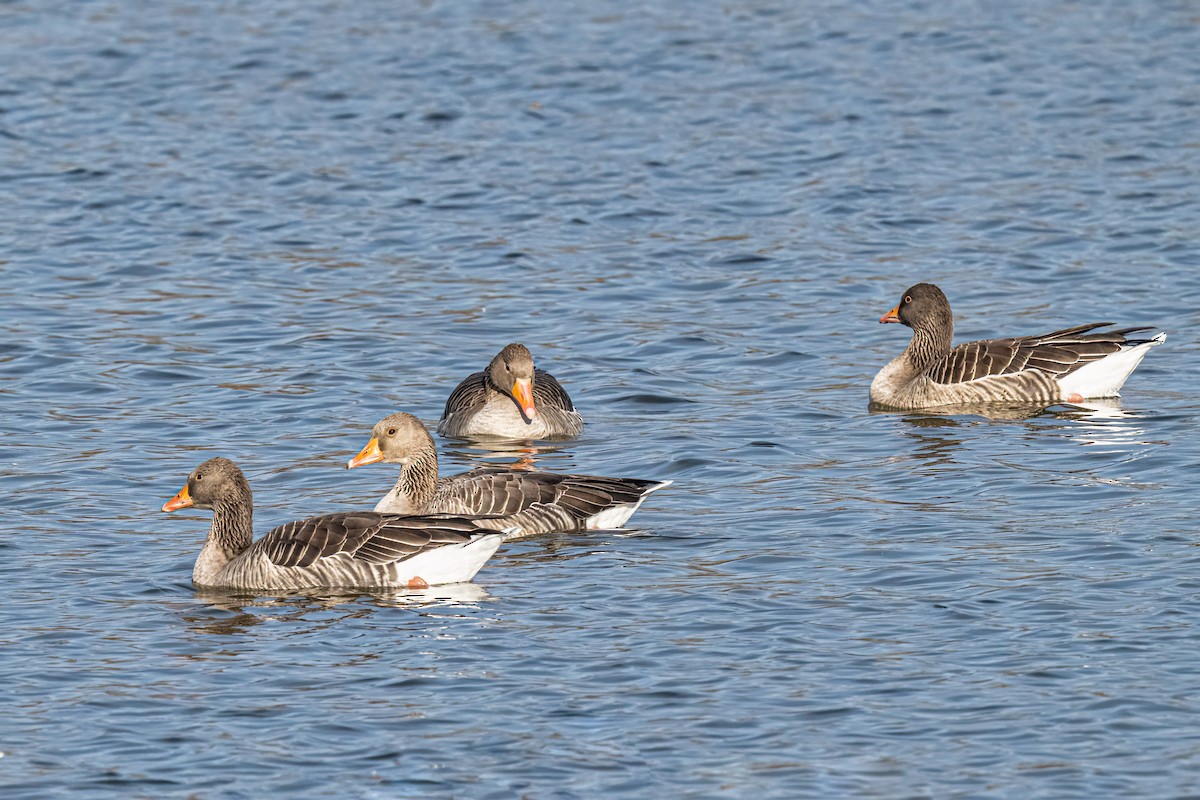 Graylag Goose - ML645177182