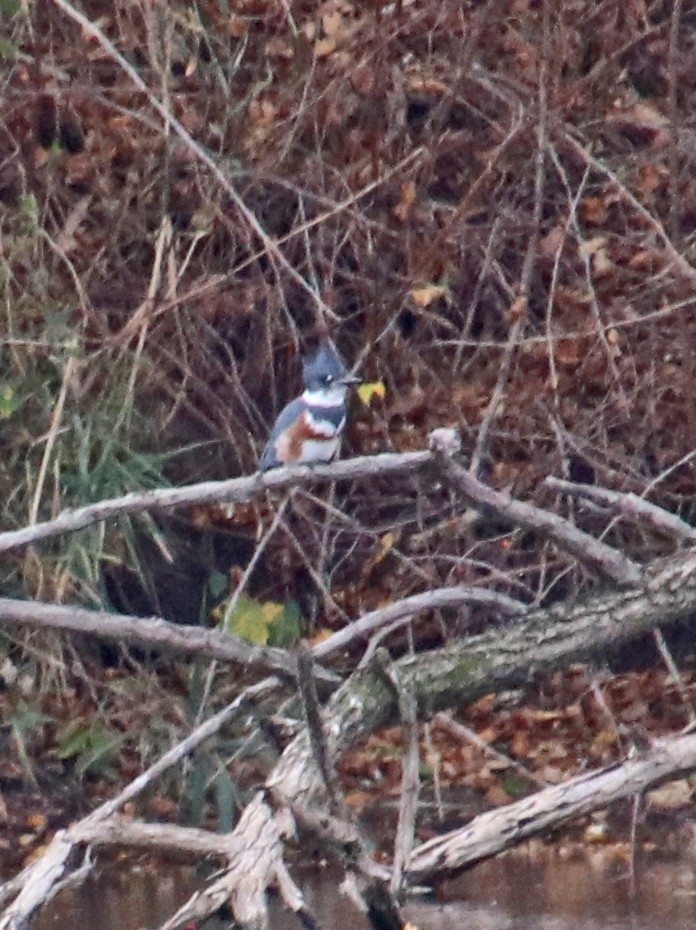 Опоясанный зимородок - ML645177199