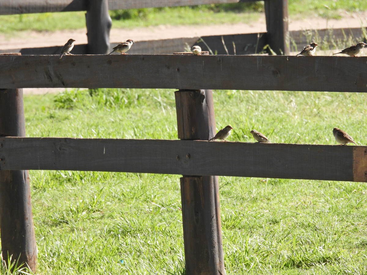 דרור הבית - ML645177220