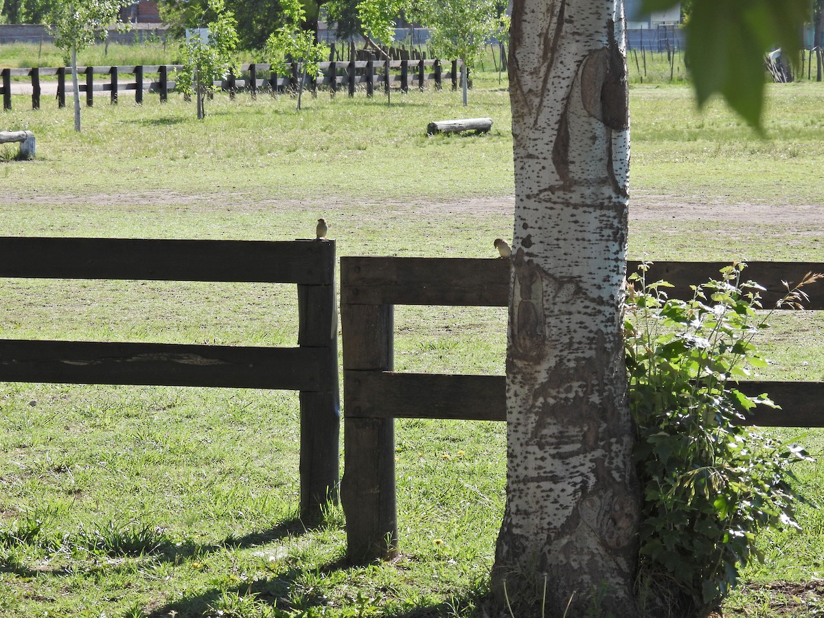 דרור הבית - ML645177221