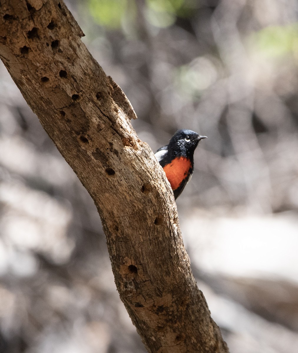 Painted Redstart - ML645177226