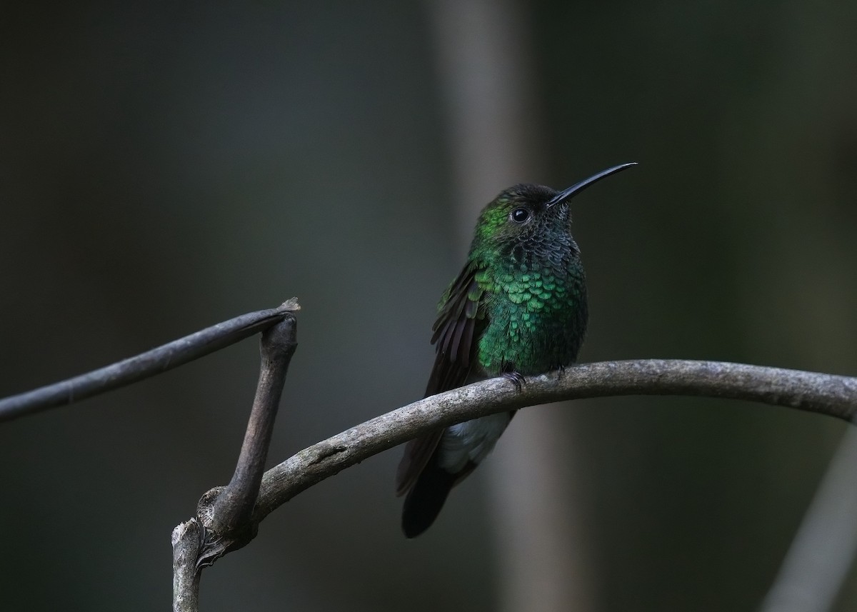 White-vented Plumeleteer - ML645177227