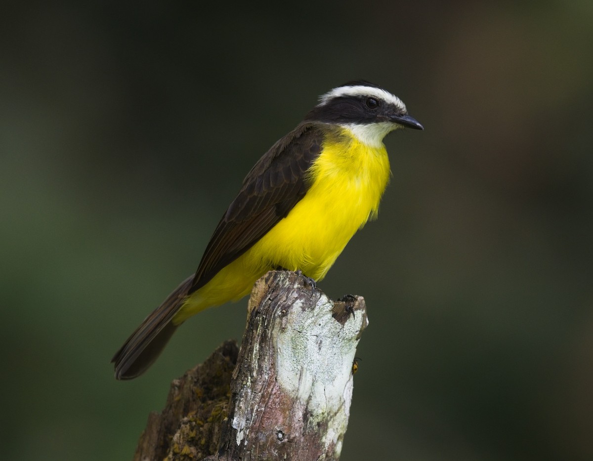 Rusty-margined Flycatcher - ML645177228