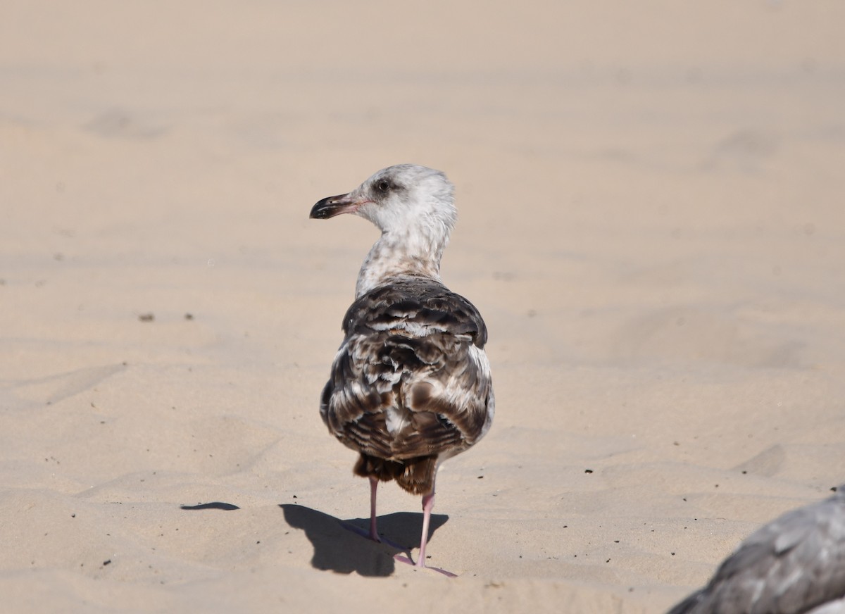 アメリカオオセグロカモメ - ML645177244