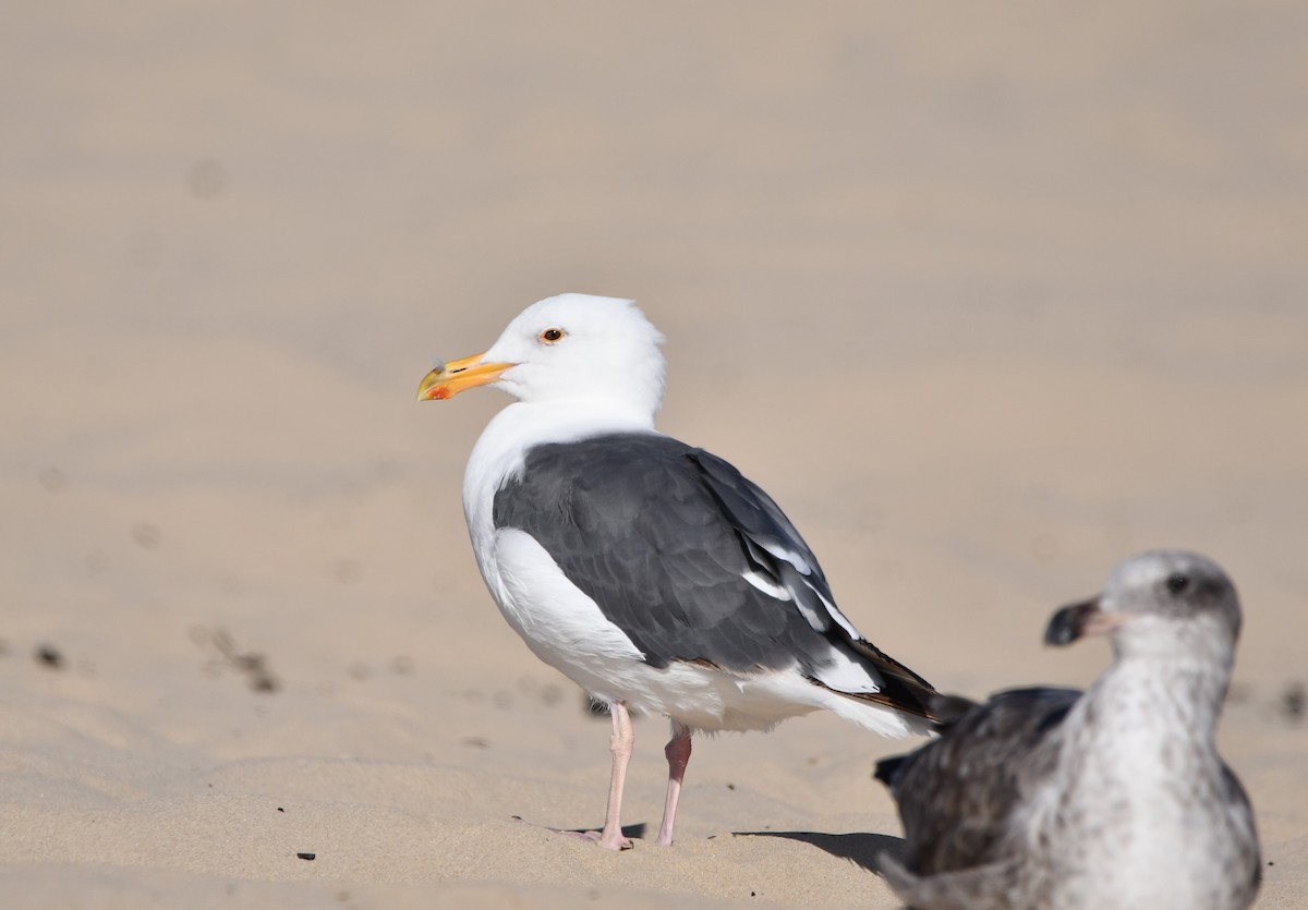 アメリカオオセグロカモメ - ML645177245