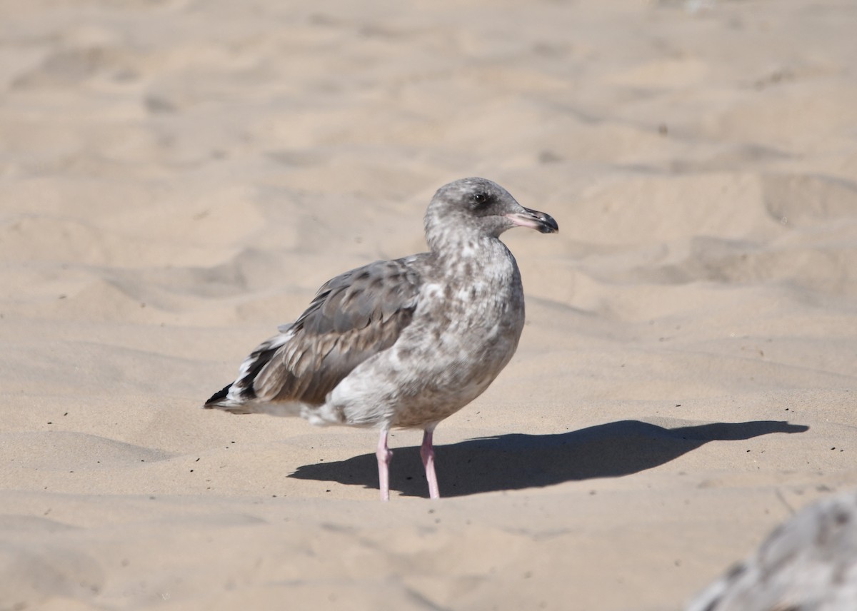 アメリカオオセグロカモメ - ML645177246