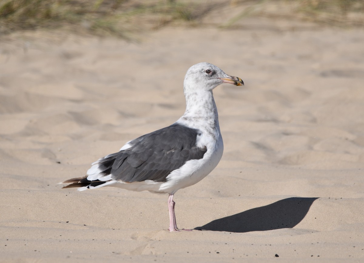 アメリカオオセグロカモメ - ML645177247