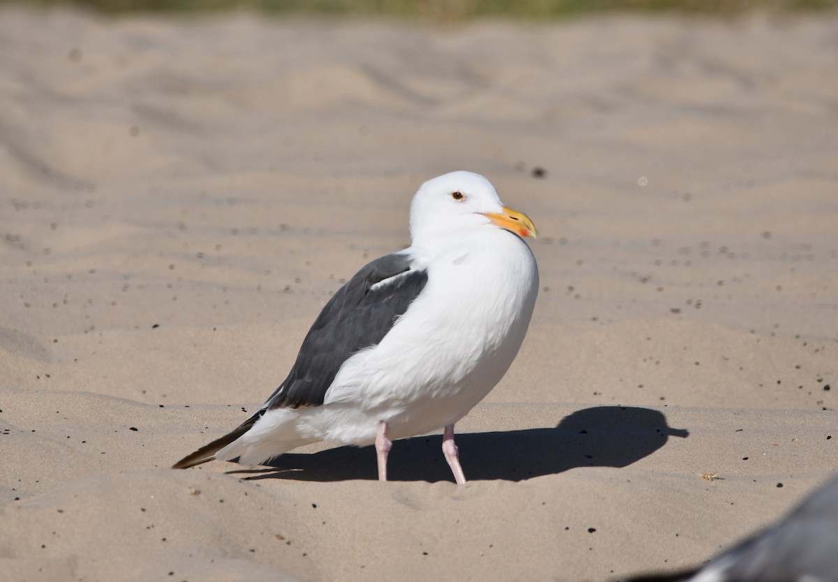 アメリカオオセグロカモメ - ML645177248