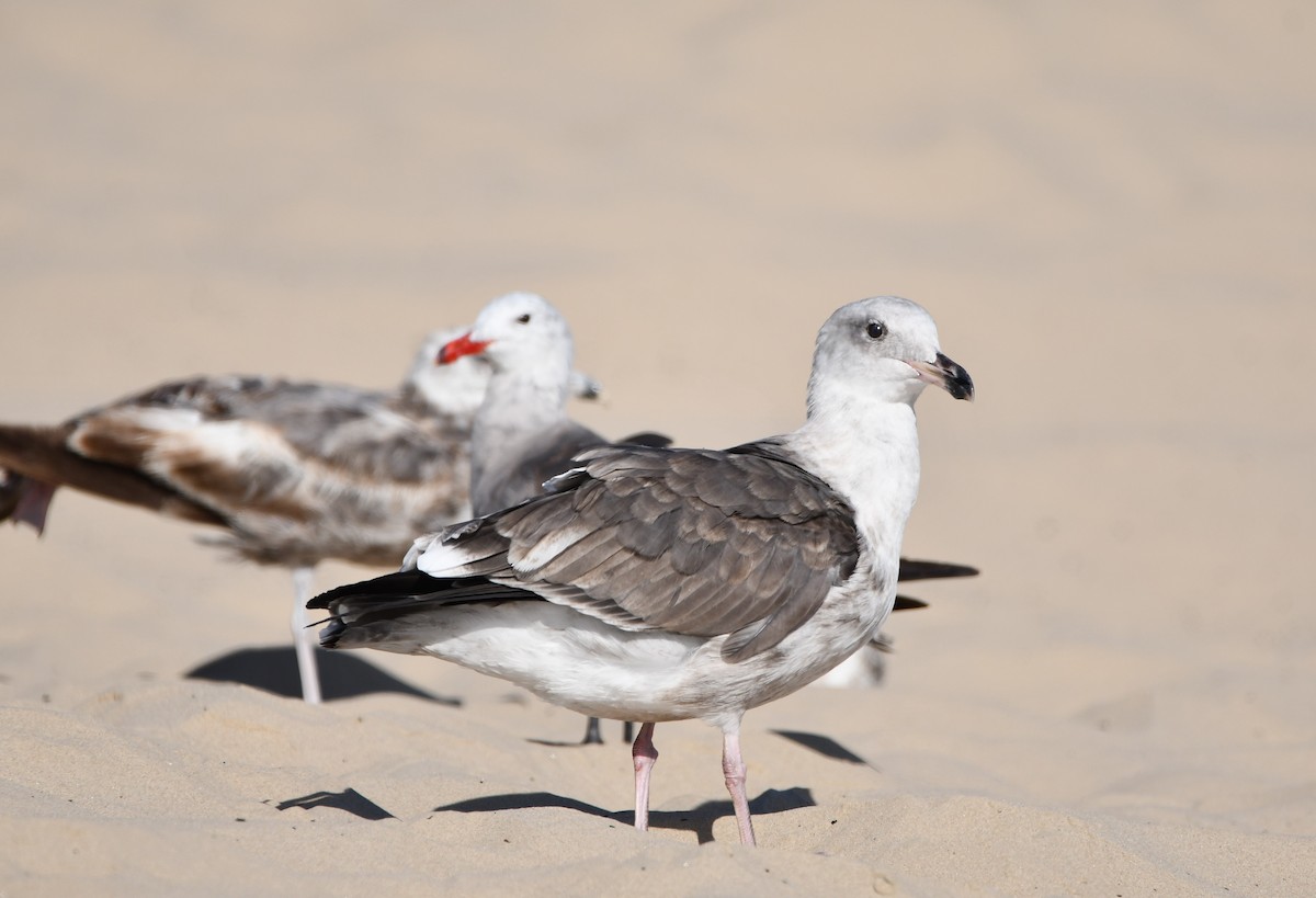 アメリカオオセグロカモメ - ML645177249