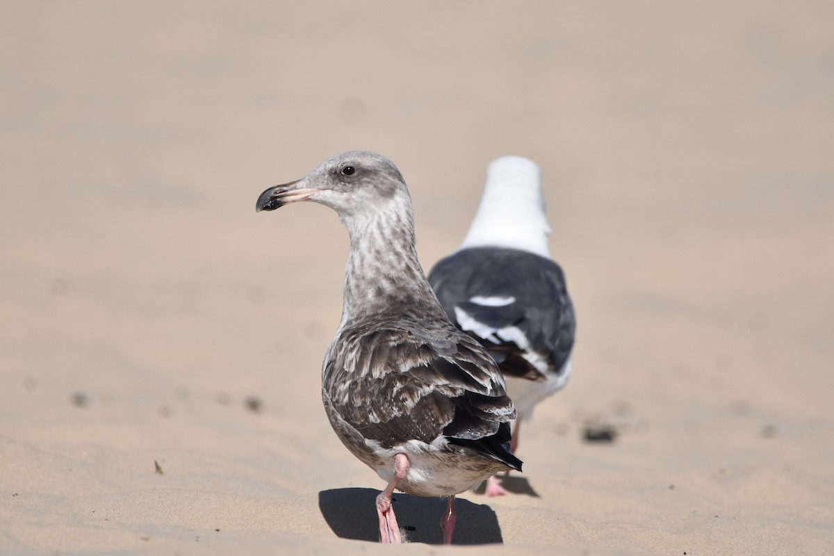 アメリカオオセグロカモメ - ML645177250