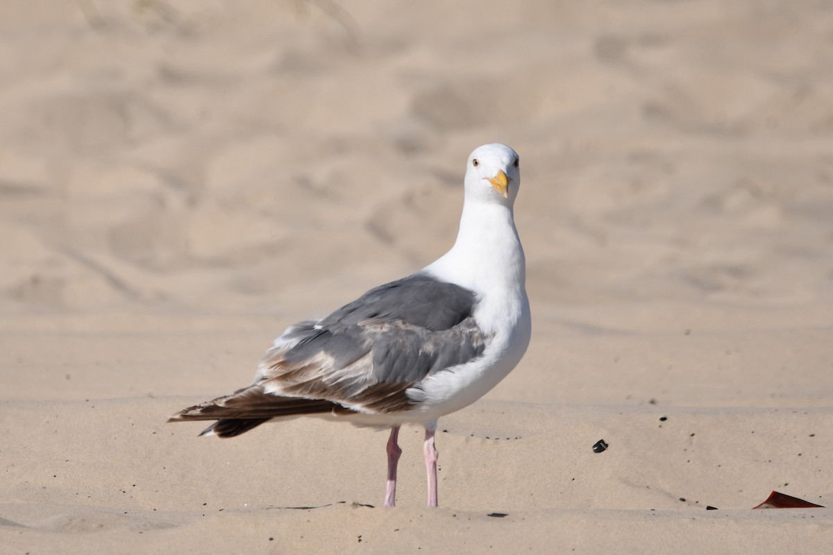 アメリカオオセグロカモメ - ML645177251