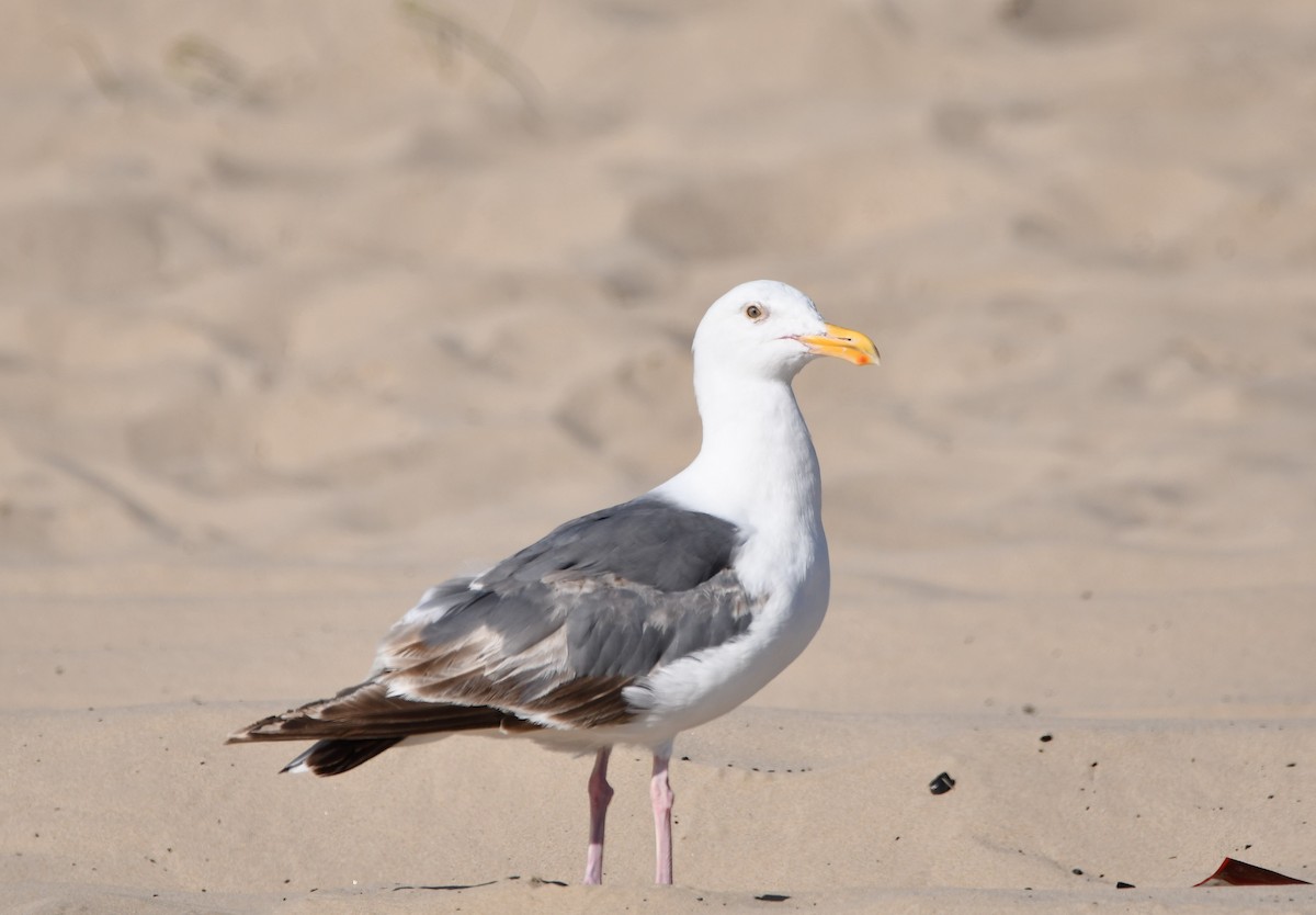 アメリカオオセグロカモメ - ML645177252