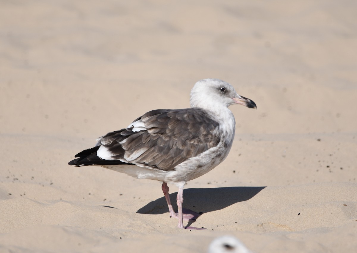 アメリカオオセグロカモメ - ML645177253