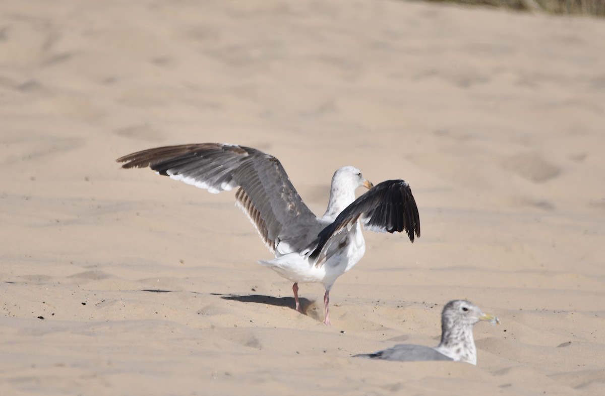 アメリカオオセグロカモメ - ML645177254