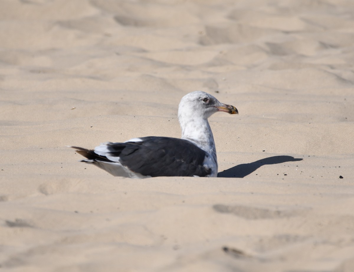 アメリカオオセグロカモメ - ML645177255