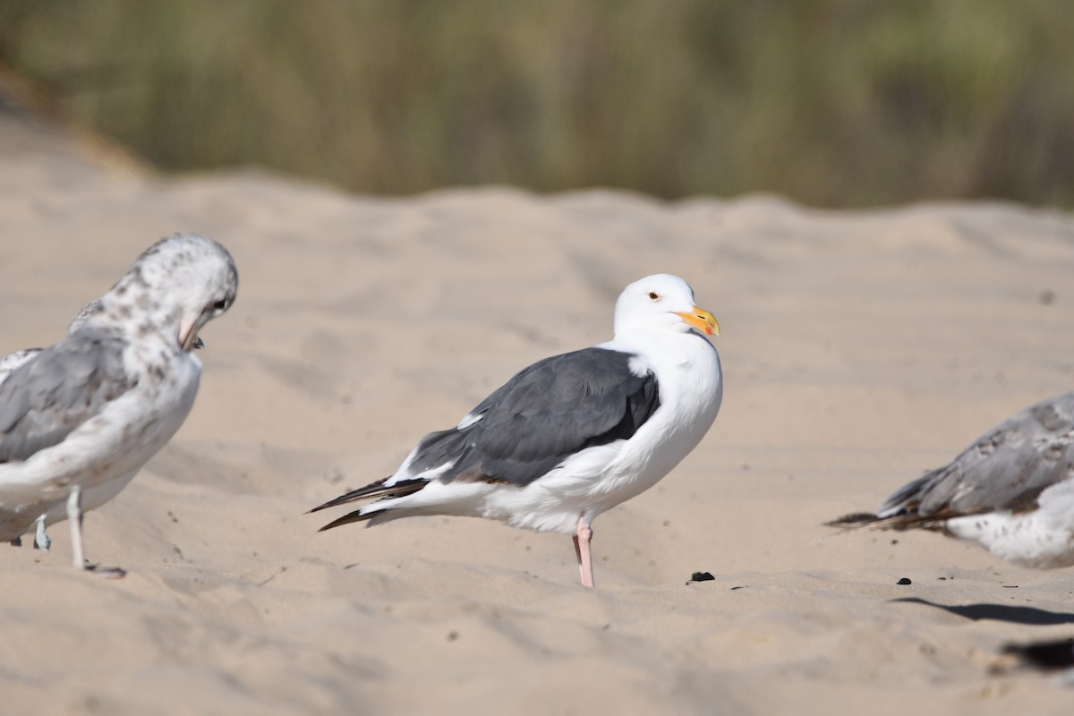 アメリカオオセグロカモメ - ML645177256