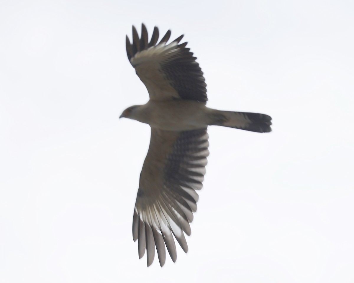 Yellow-headed Caracara - ML645177263