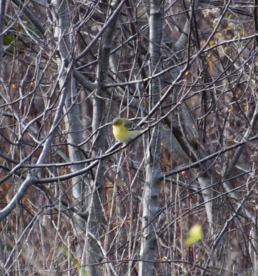 סבכון אורנים - ML645177273