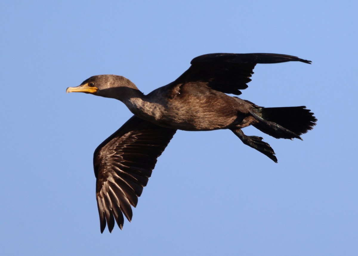 totoppskarv - ML645177281