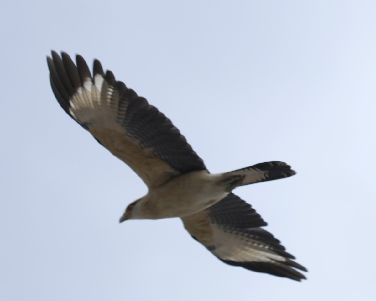 Yellow-headed Caracara - ML645177283