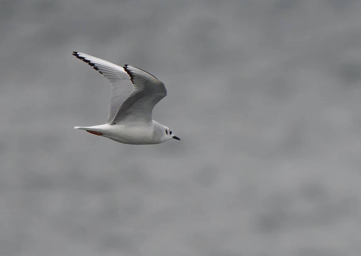 Bonaparte's Gull - ML645177318