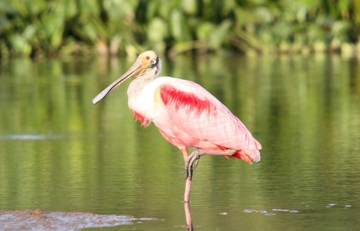 Espátula Rosada - ML645177319