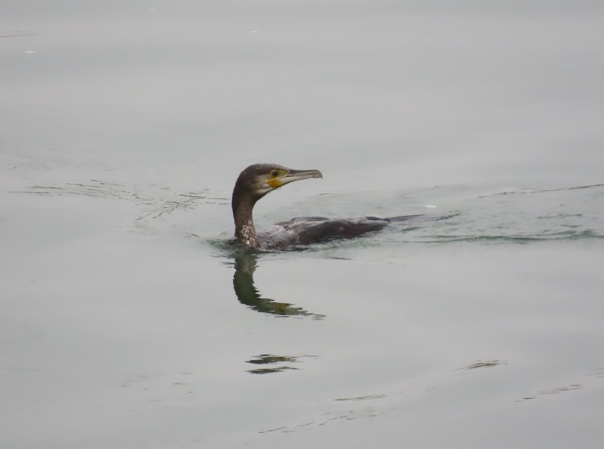 storskarv - ML645177320