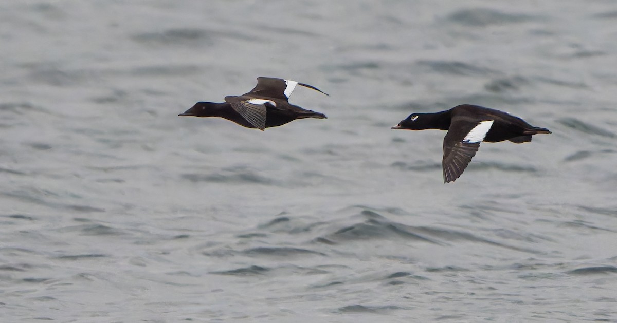 White-winged Scoter - ML645177338