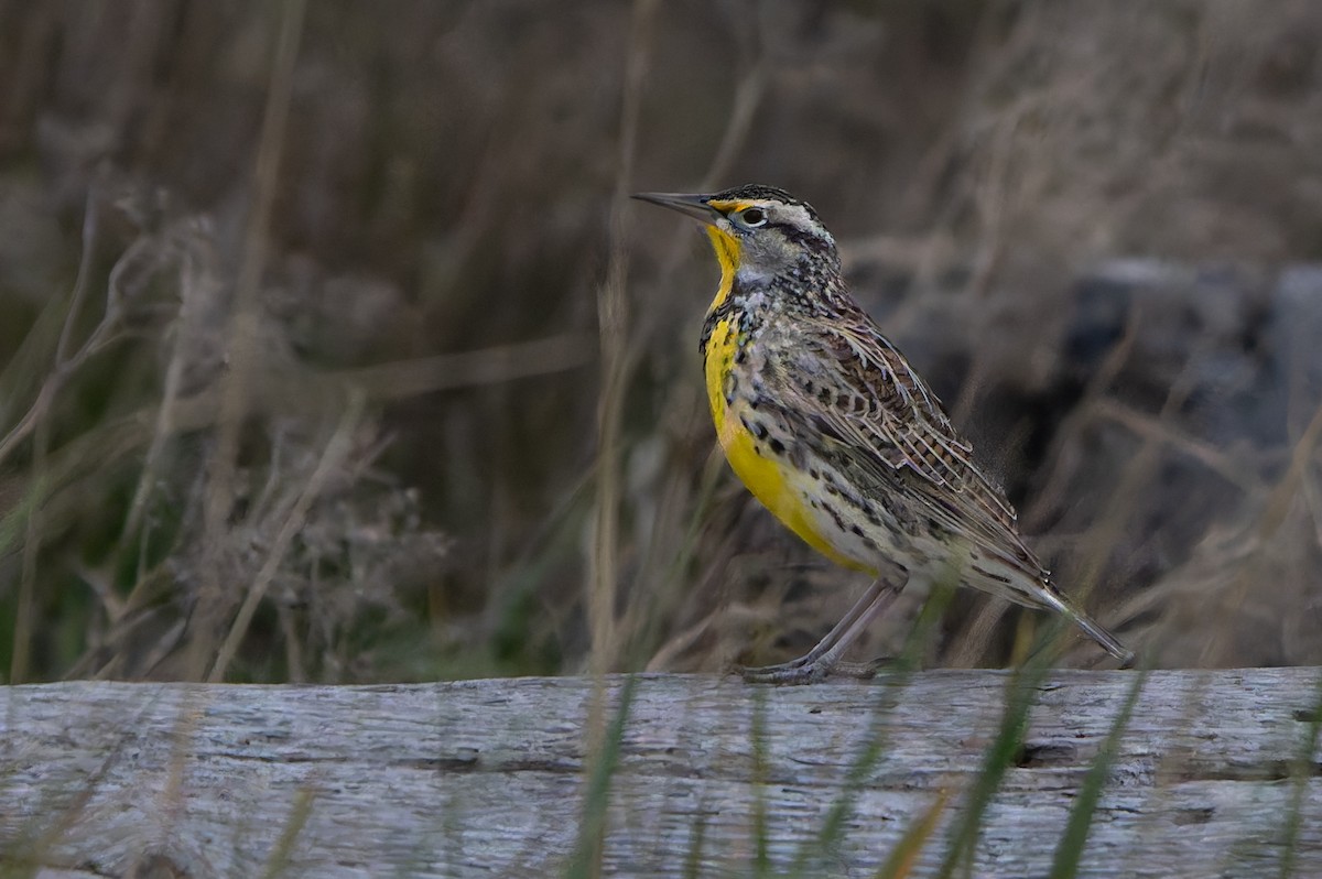 Western Meadowlark - ML645177350