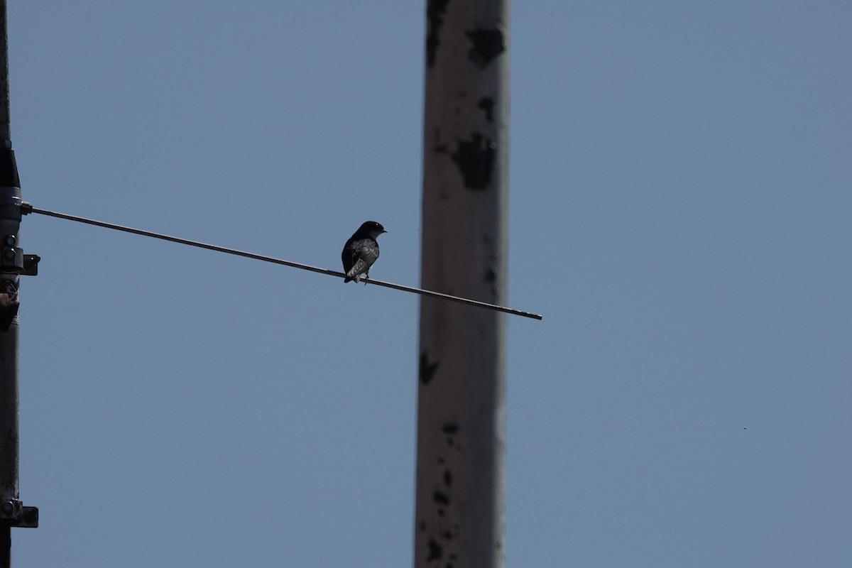 White-banded Swallow - ML645177351