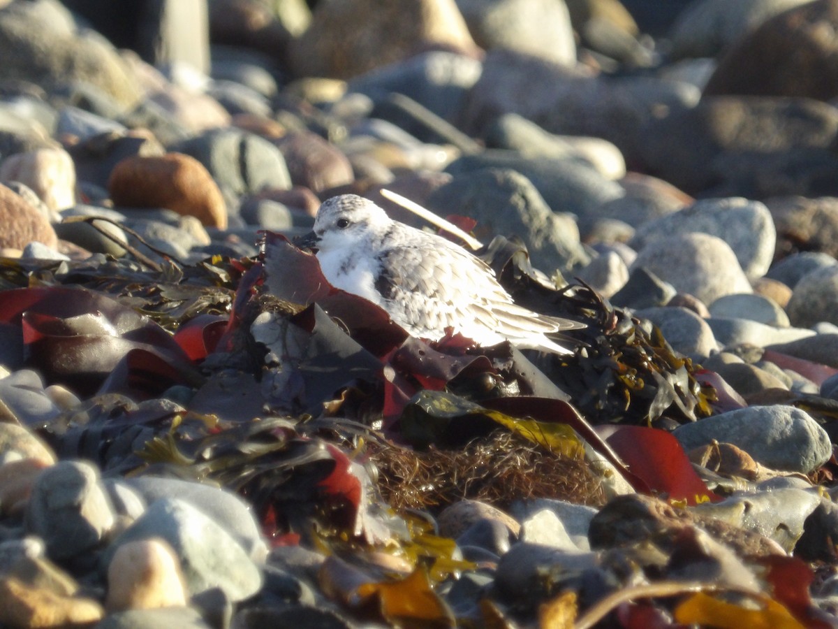 Txirri zuria - ML645177353