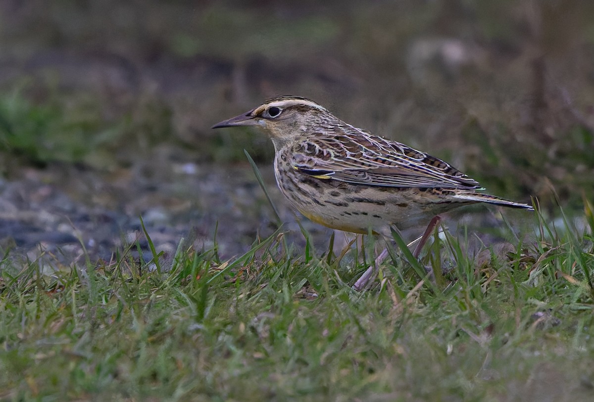 Western Meadowlark - ML645177356