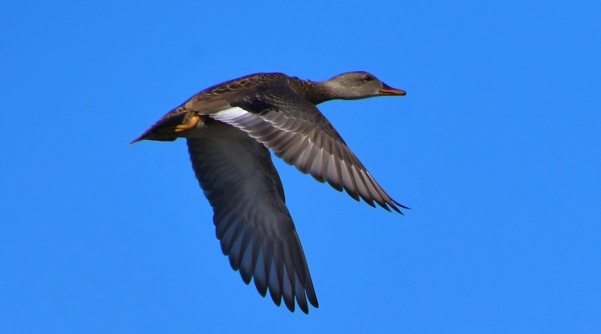 Ánade Friso - ML645177358