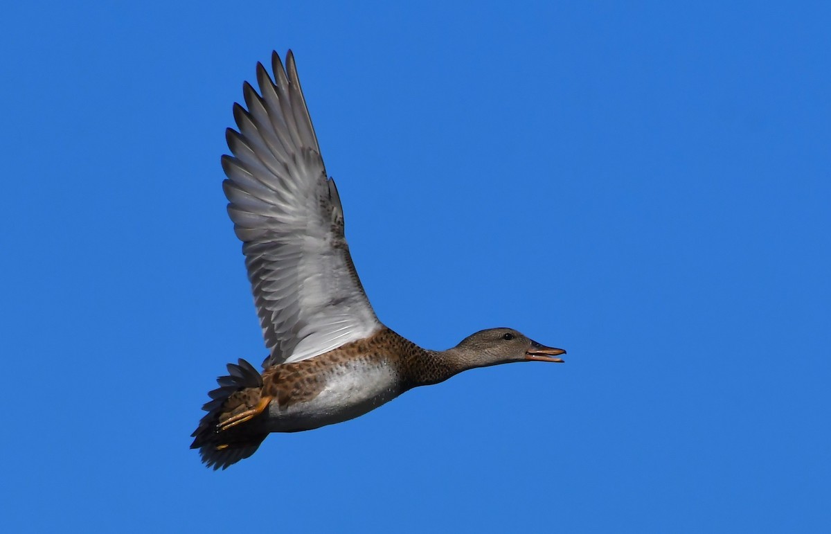 Ánade Friso - ML645177359