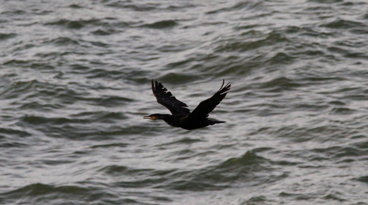 storskarv - ML645177383