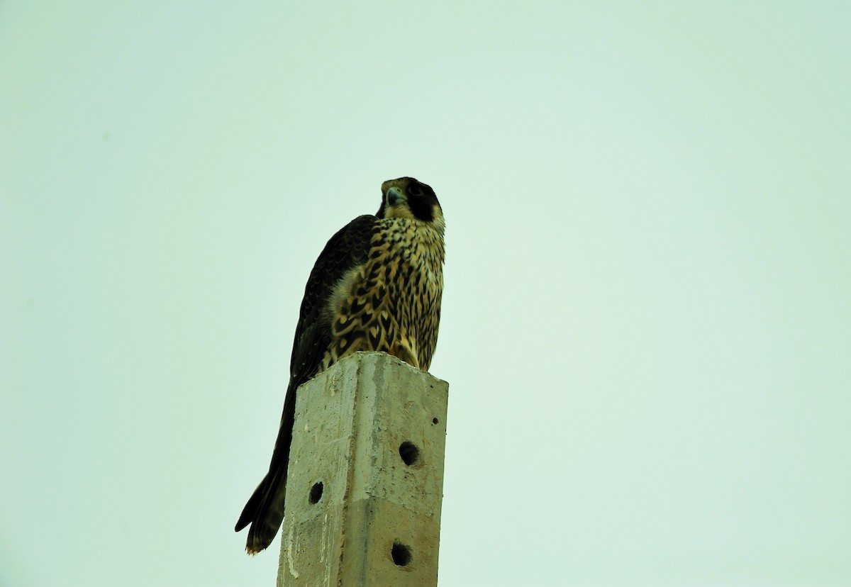 Falco pellegrino - ML645177394