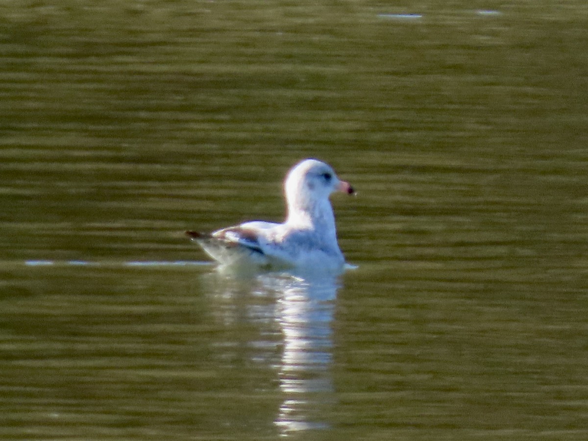 American Herring Gull - ML645177395