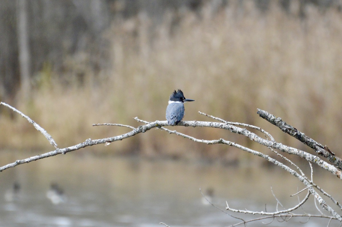 Опоясанный зимородок - ML645177398