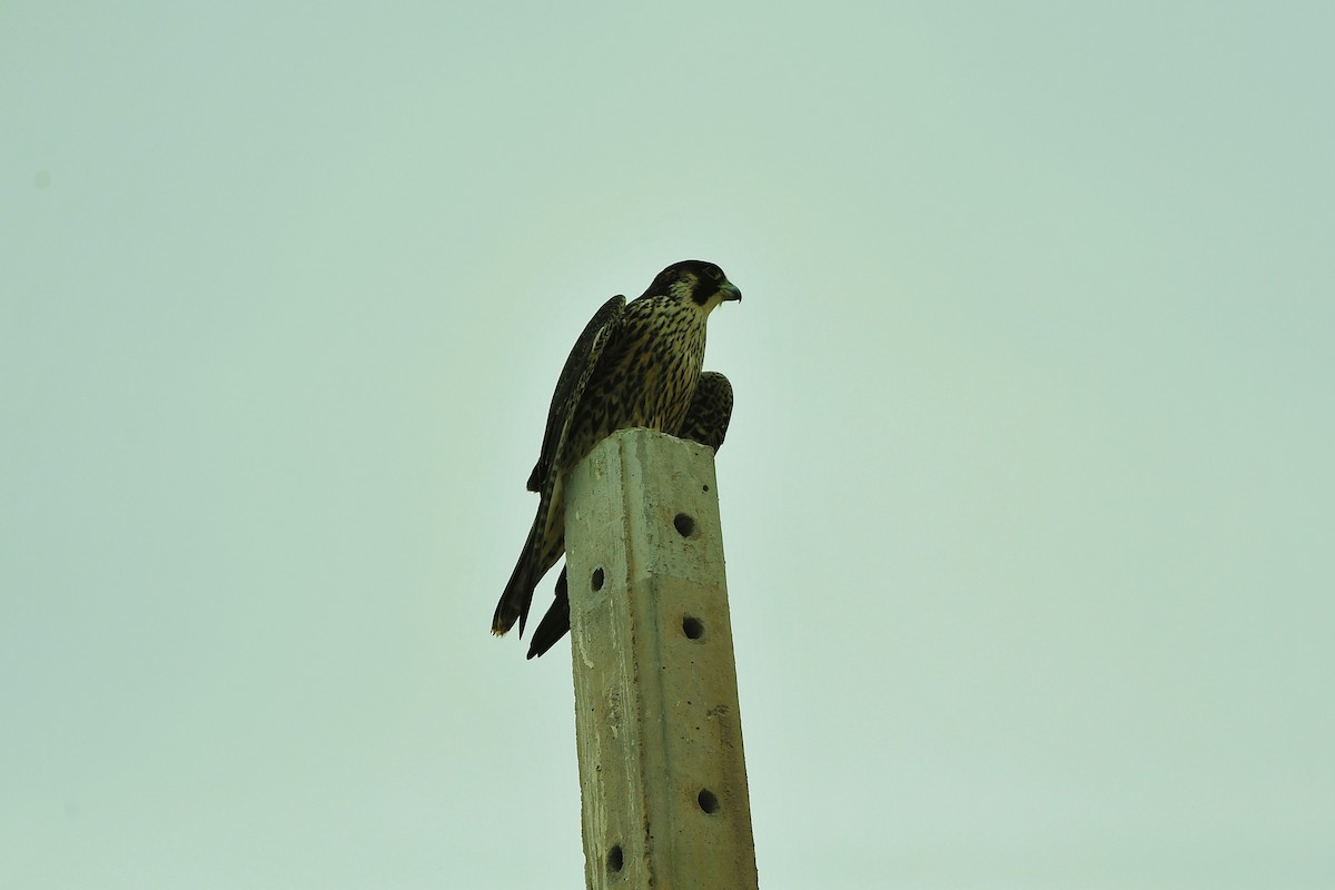 Falco pellegrino - ML645177413