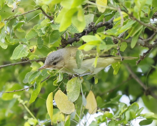Yellow-green Vireo - ML645177415