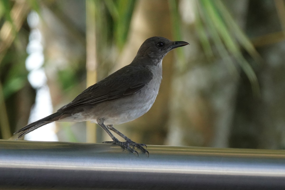 Black-billed Thrush - ML645177418