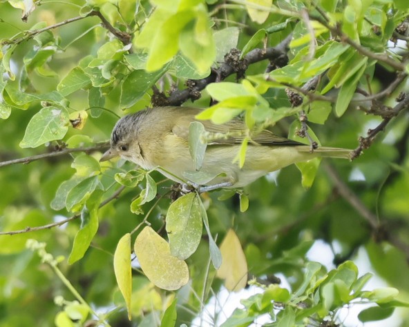 Yellow-green Vireo - ML645177420