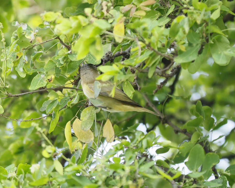 Yellow-green Vireo - ML645177421