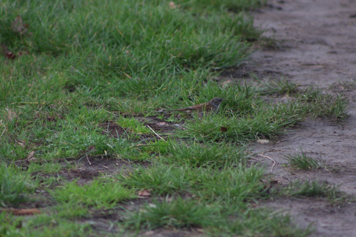 Accenteur mouchet - ML645177424