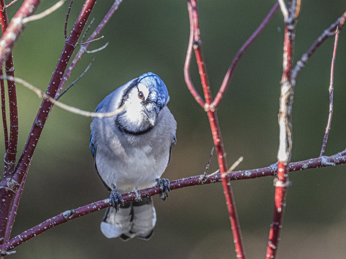 Blue Jay - ML645177430