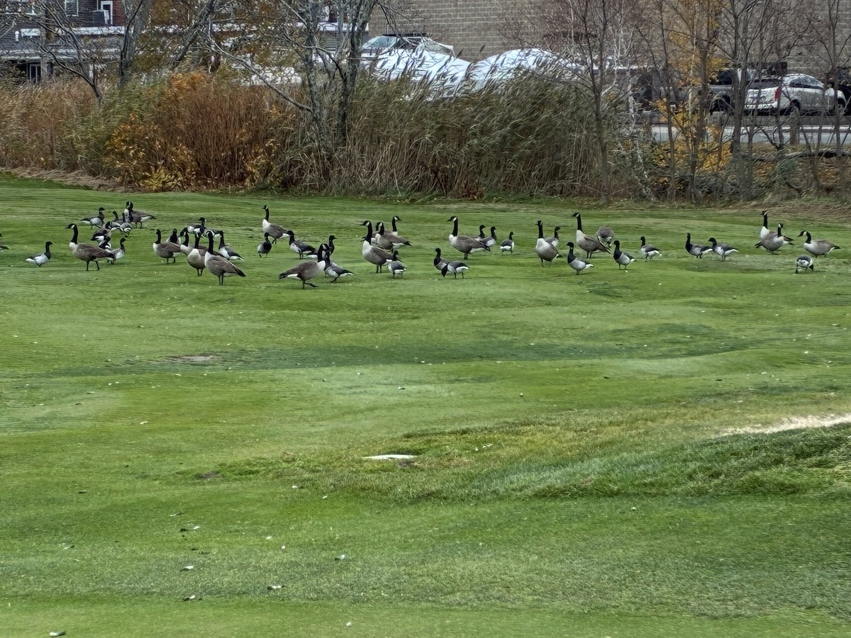 Branta kanadar handia - ML645177432