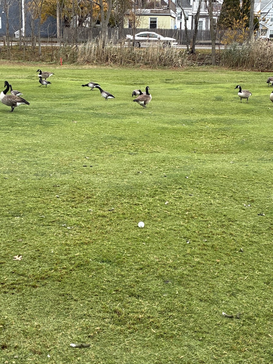 Branta kanadar handia - ML645177434