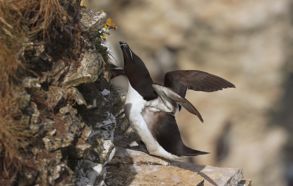 Pottorro arrunta - ML645177435