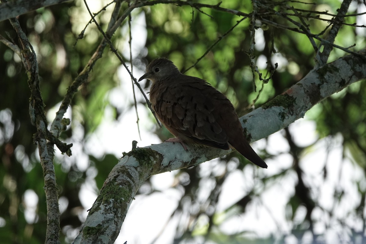 Ruddy Ground Dove - ML645177436