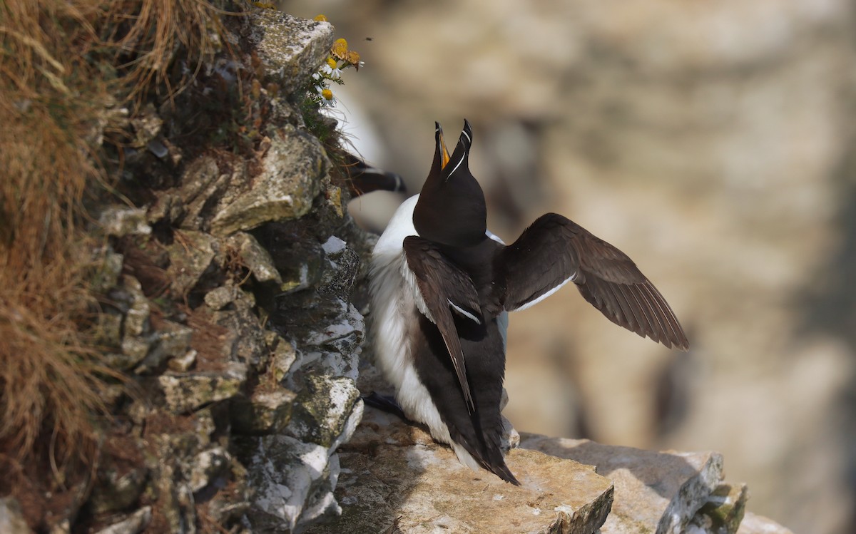 Pottorro arrunta - ML645177437